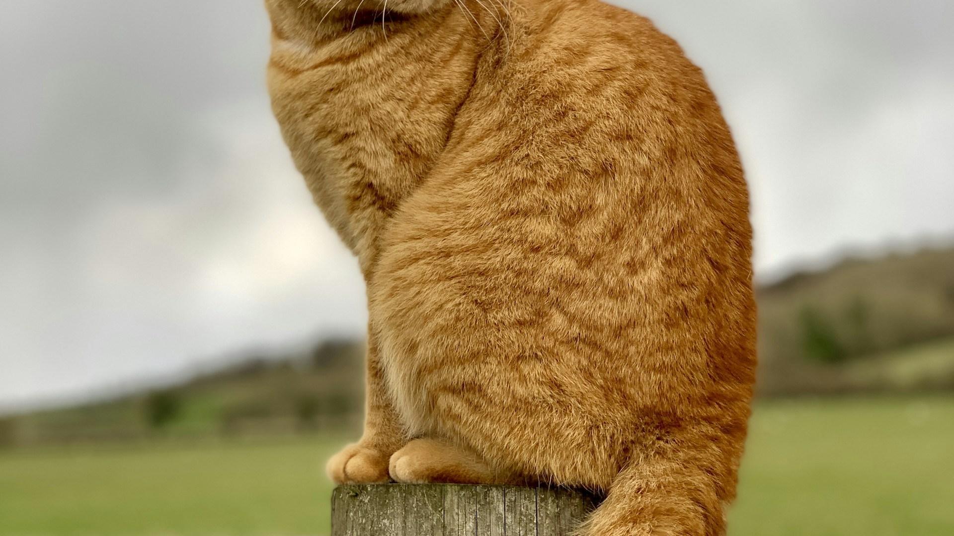 Chat baignant dans la lumière du soleil