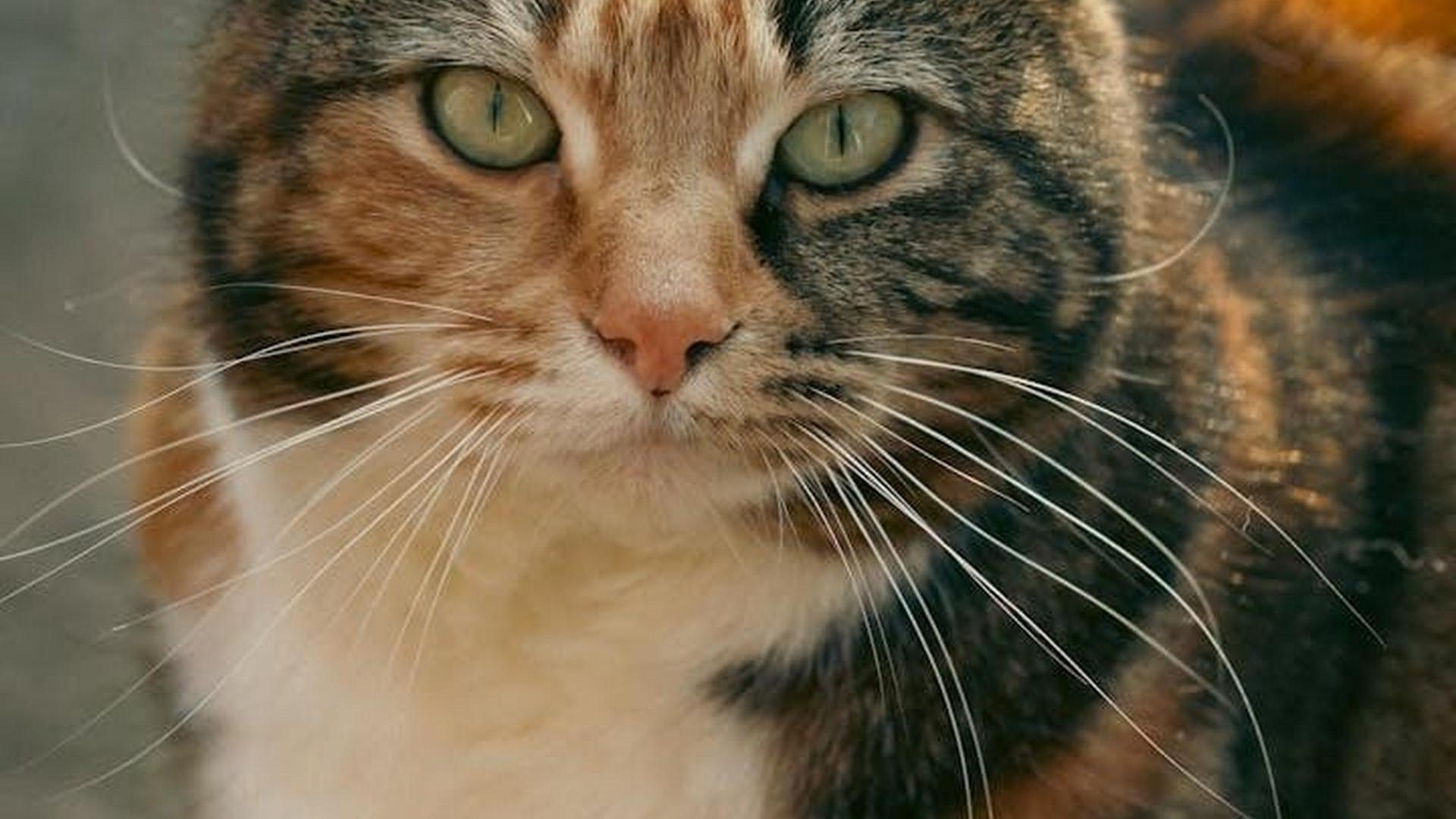 Chat à l'heure dorée du coucher de soleil