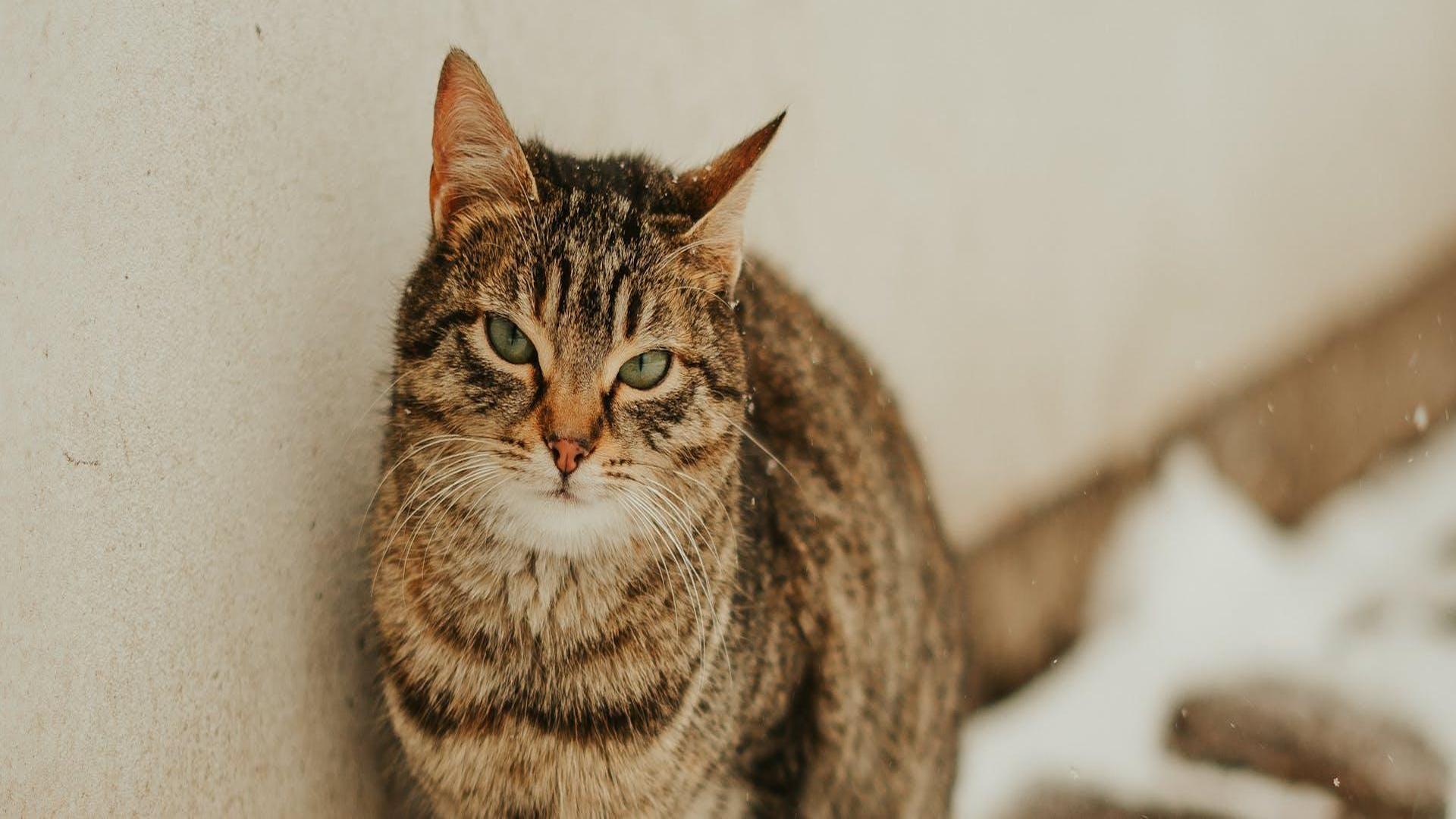 Chat confortablement installé dans une ambiance cosy